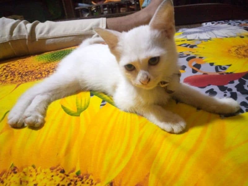 Urgent sale Persian kitten 3 months old 3