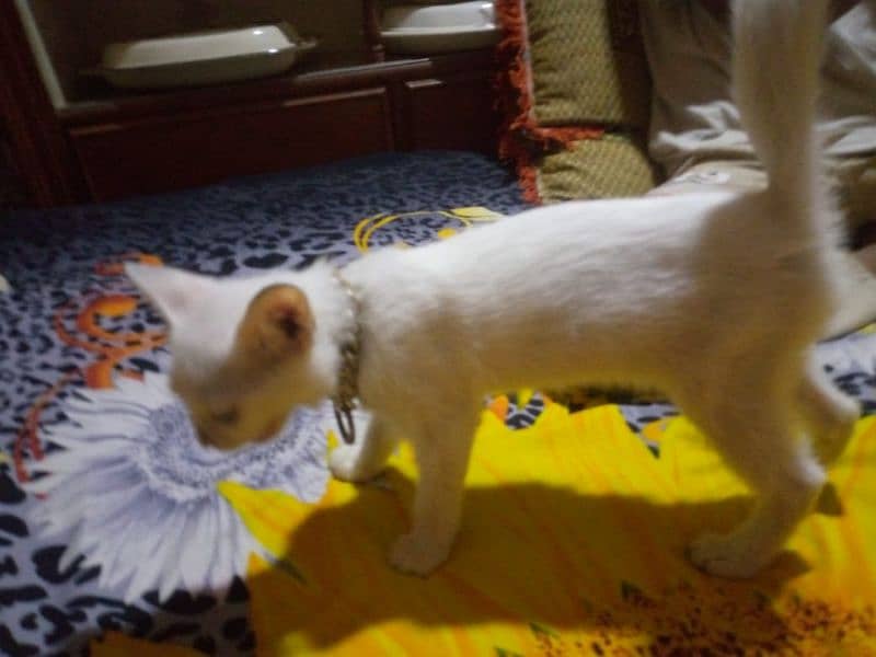 Urgent sale Persian kitten 3 months old 4