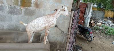 Tapari nasal  female Goat