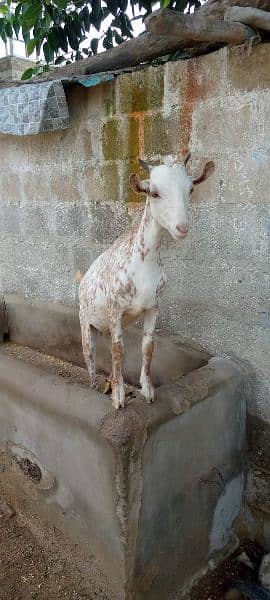 Tapari nasal  female Goat 1