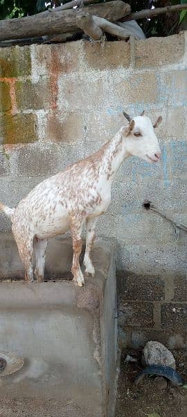 Tapari nasal  female Goat 3