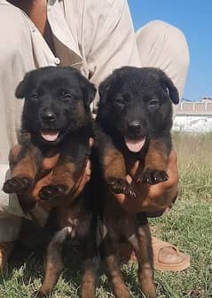 black german shepherd double coat puppy | gsd puppies| for sale