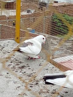 I am selling my fancy pigeon