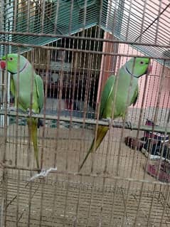 Green Ringneck ( TWO MALE )