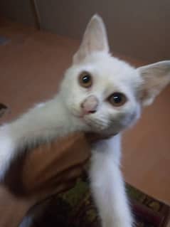 Urgent sale Persian kitten 3 months old