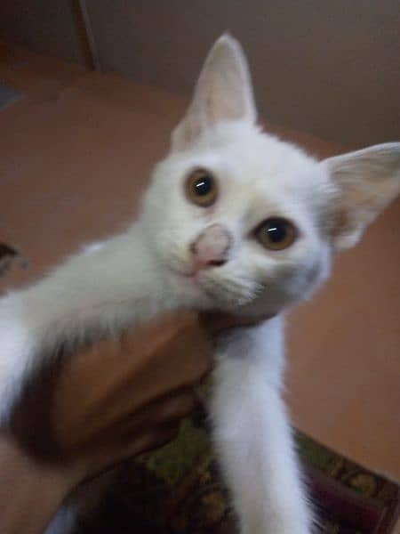 Urgent sale Persian kitten 3 months old 0