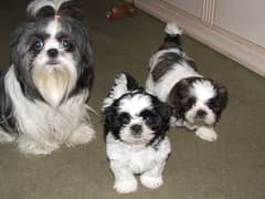 shi Tzu puppies/shitzu/dog puppies/shitzu puppies 0