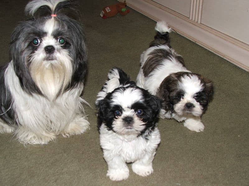 shi Tzu puppies/shitzu/dog puppies/shitzu puppies 0