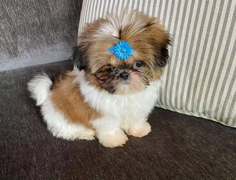 shi Tzu puppies/shitzu/dog puppies/shitzu puppies 1