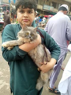 Persian female grey color