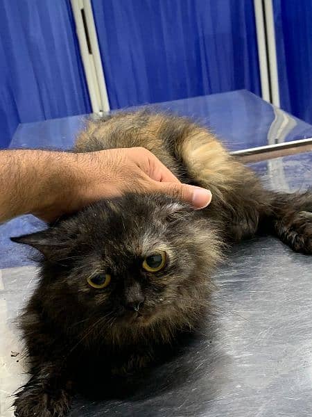 Persian cat given baby once 0