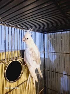 V Pied Cocktail Female