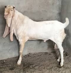 Pure Gulabi Giant breeder