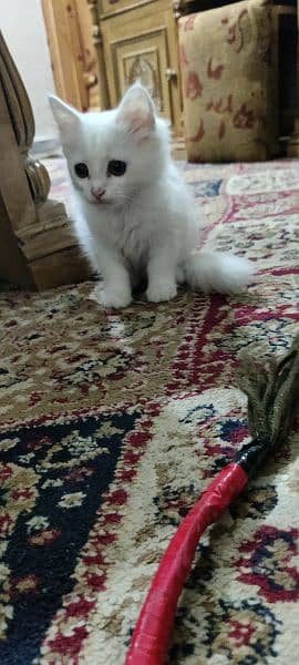 Persian triple coated kitten full active and play full 0