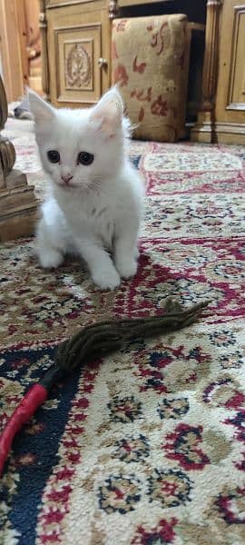 Persian triple coated kitten full active and play full 1