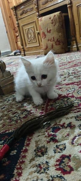 Persian triple coated kitten full active and play full 16