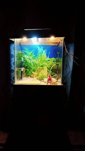 Fish aquarium 3