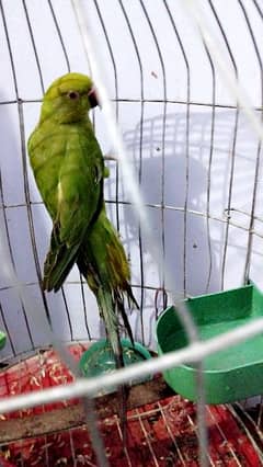 green ringneck parrot 0