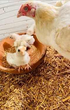 Heera and mianwali chicks available 0