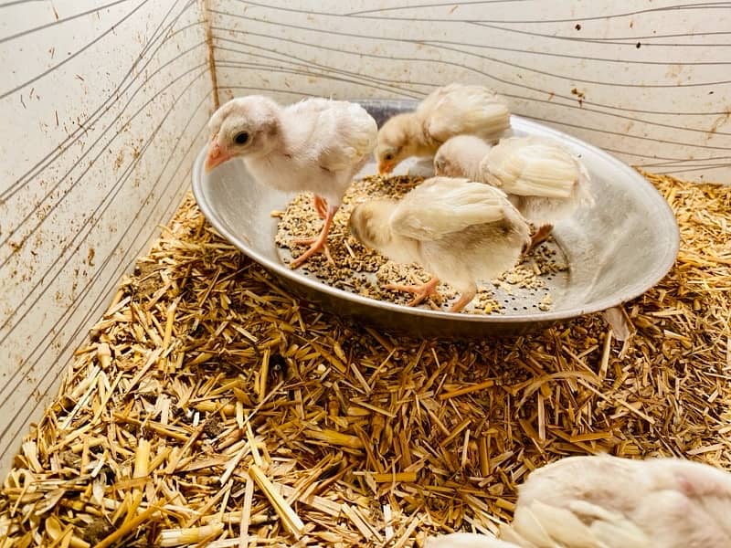 Heera and mianwali chicks available 1