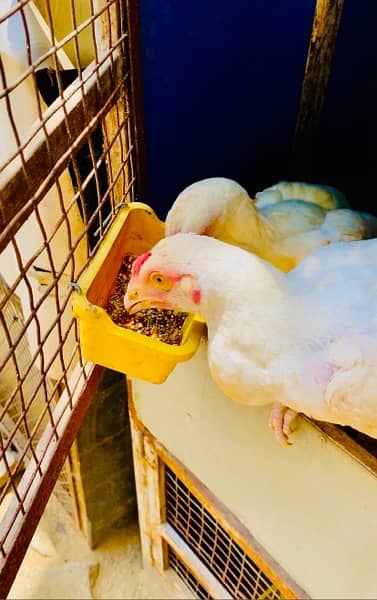 Heera and mianwali chicks available 3