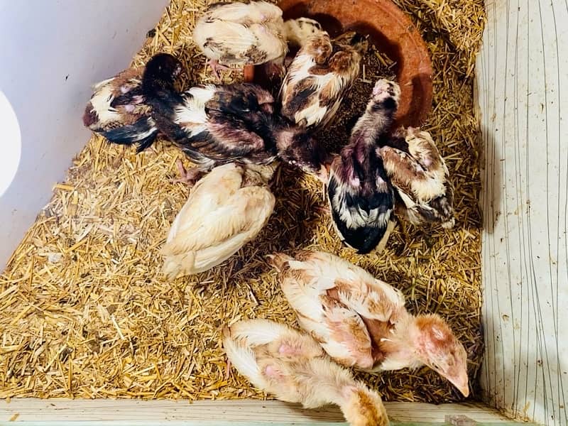 Heera and mianwali chicks available 6