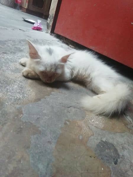 Persian cat for sale! 1