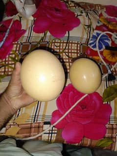 ostrich egg full fresh and fertile with all warranty