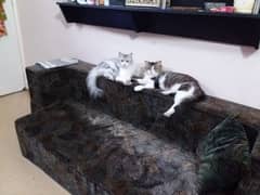 peki kitten and Persian adult pair