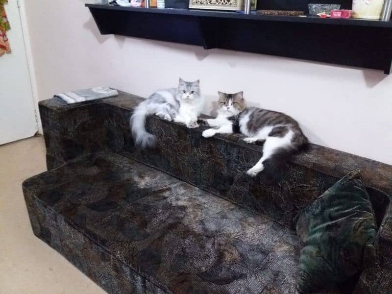 peki kitten and Persian adult pair 0