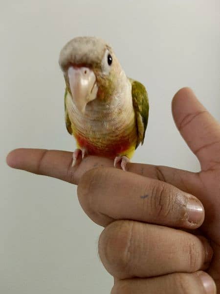 PINEAPPLE CONURE/CONURE HANDTAMED RED FACTOR 0