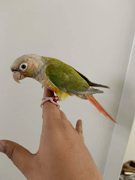 PINEAPPLE CONURE/CONURE HANDTAMED RED FACTOR 1