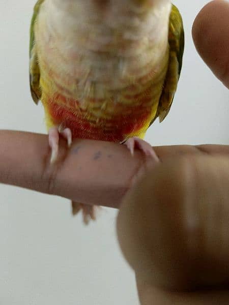 PINEAPPLE CONURE/CONURE HANDTAMED RED FACTOR 2