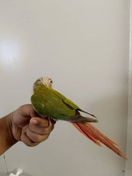 PINEAPPLE CONURE/CONURE HANDTAMED RED FACTOR 3