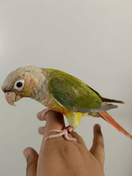 PINEAPPLE CONURE/CONURE HANDTAMED RED FACTOR 4