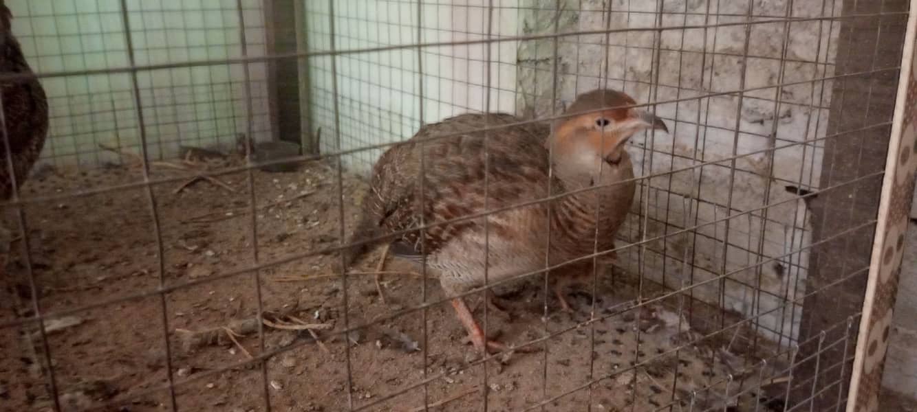 Dakhni Teetar Breeder Pair with one Chick 1