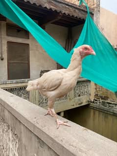 TOP QUALITY Paper White Heera Egg Laying Madi 0