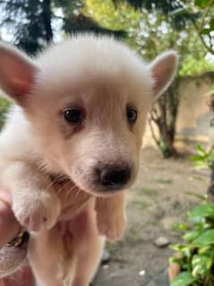 sale of husky puppies