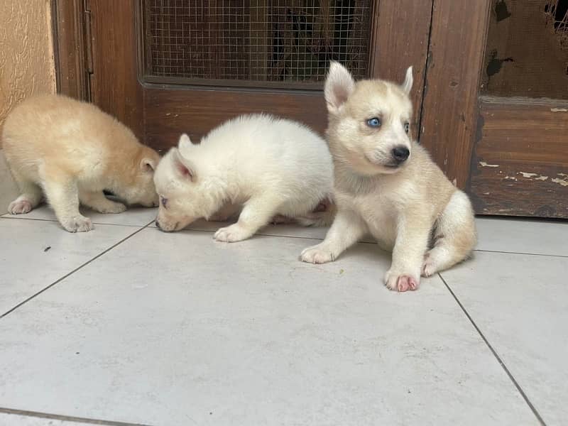 sale of husky puppies 1