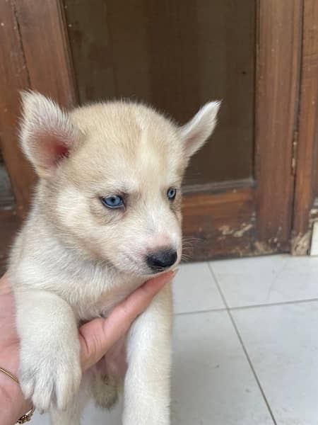 sale of husky puppies 2