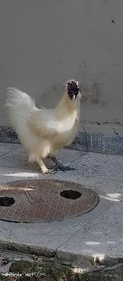 silkie hens