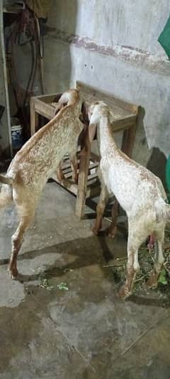 makki cheena / makka cheeni pure breed pair breeder quality