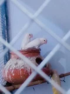 Albino black eye breeder pair urgent sale 03161510578