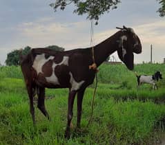 desi bakri female 2 for sale