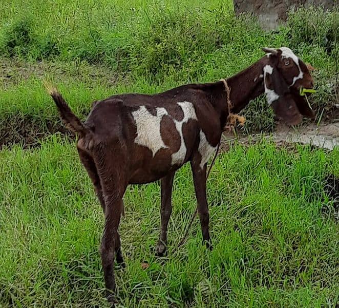 desi bakri female 2 for sale 1