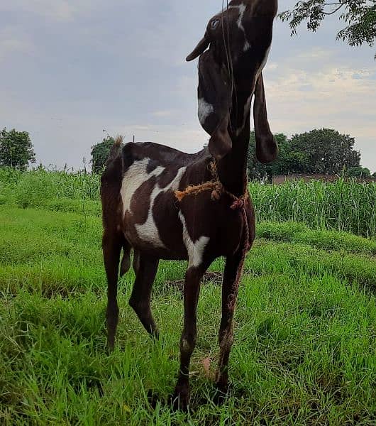 desi bakri female 2 for sale 2