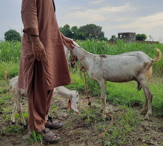 desi bakri female 2 for sale 3