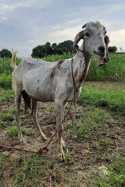 desi bakri female 2 for sale 4