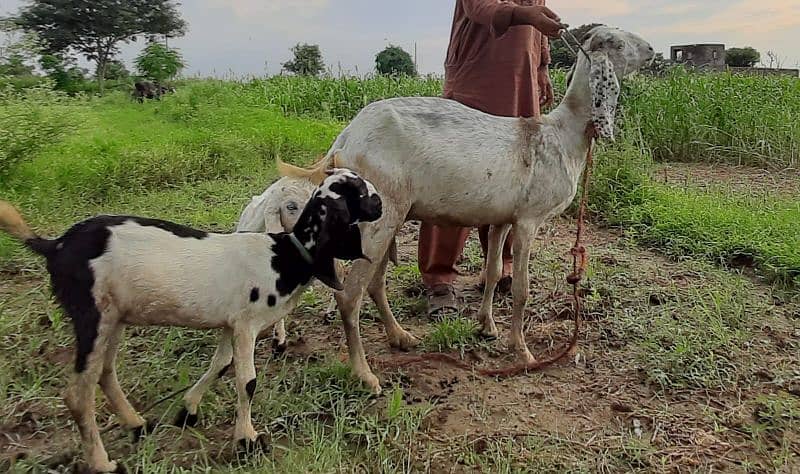 desi bakri female 2 for sale 5