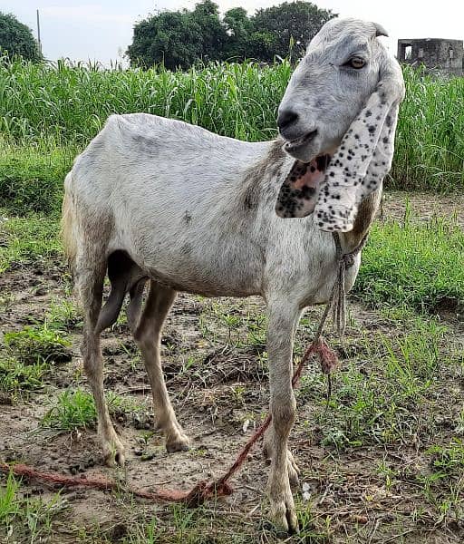 desi bakri female 2 for sale 6